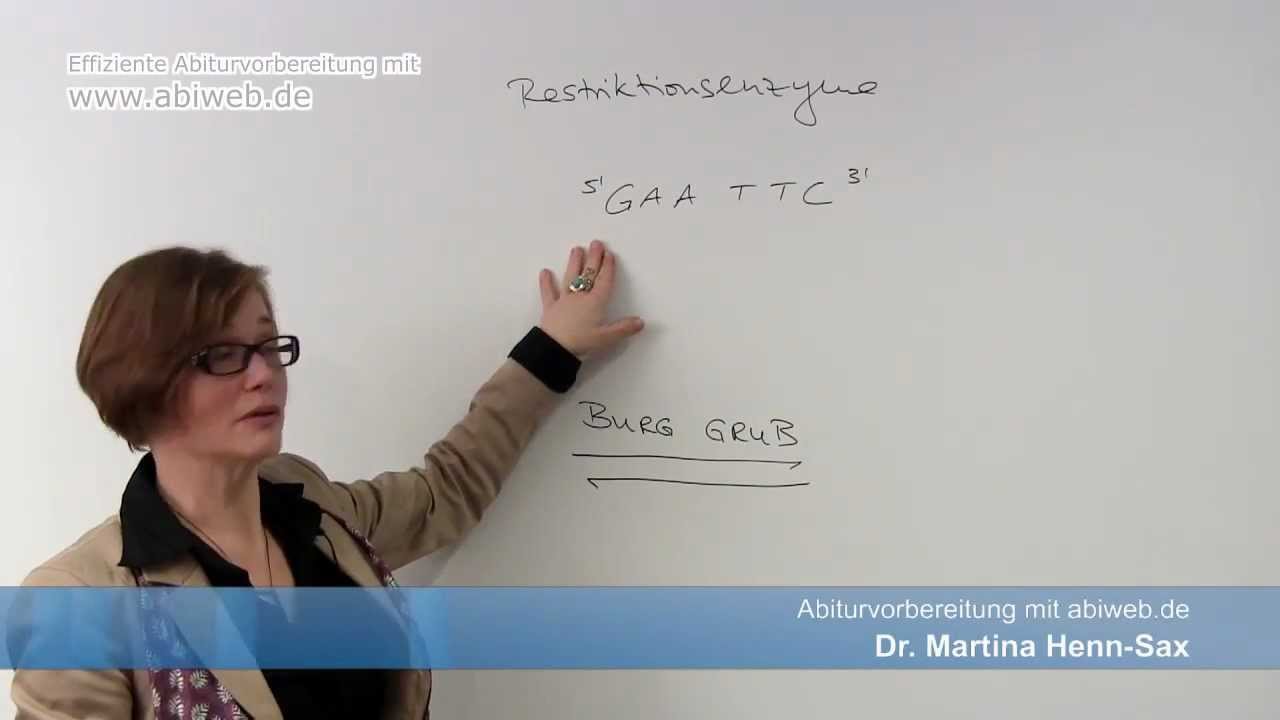 Restriktionsenzyme - Definition: Abiturvorbereitung Biologie