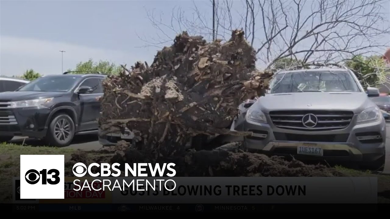 Gusty winds in Northern California bringing trees, large branches down