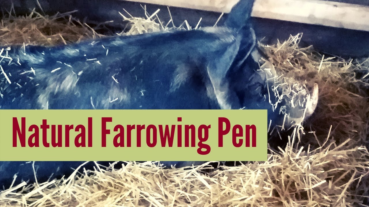 Natural Farrowing Pen For Our Pigs