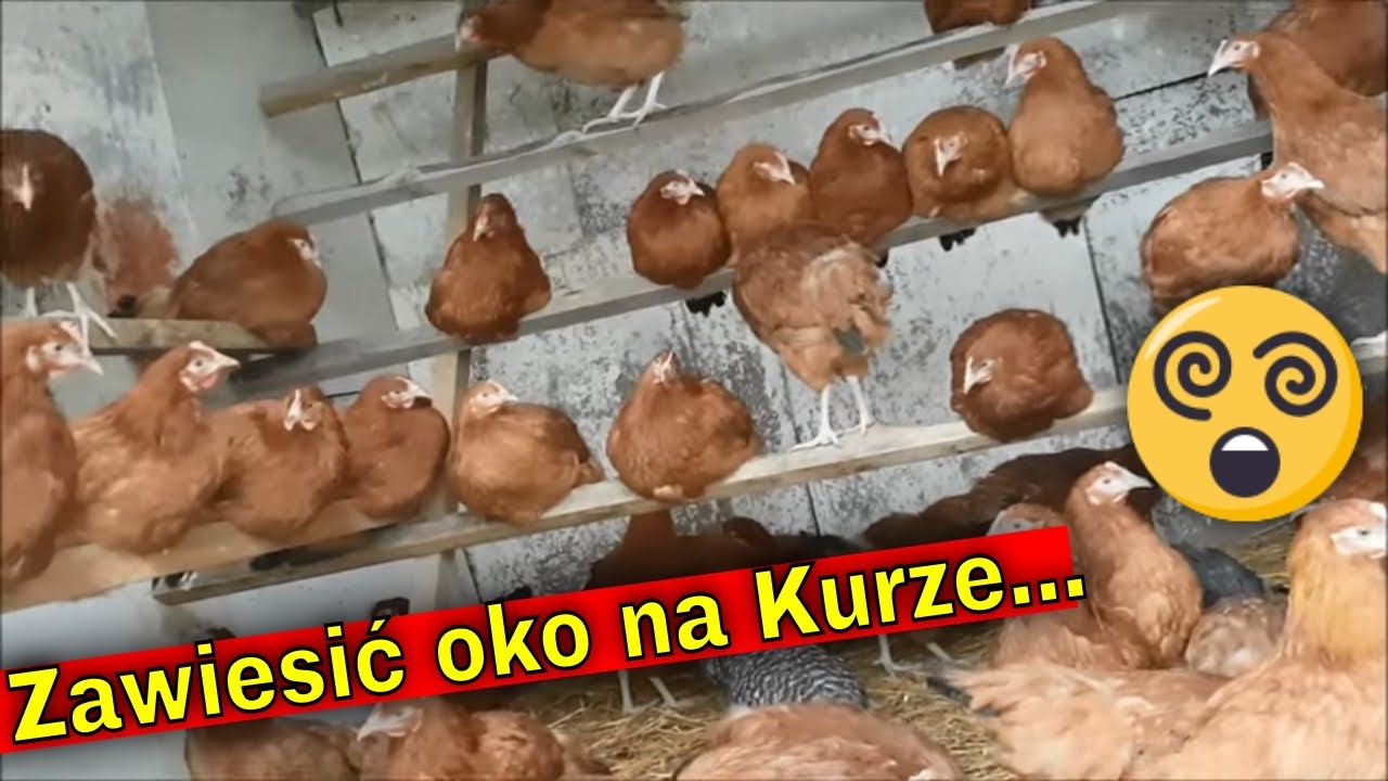 Podlaskie ziarno rozpycha spichlerze! | Nowe Kury rossa 5