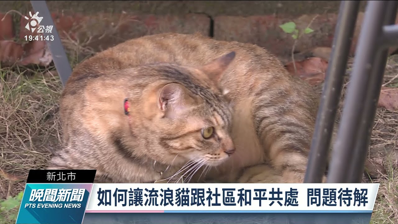 社區住戶反映流浪貓擅闖住家 管委會懸賞千元捉貓｜20211116 公視晚間新聞