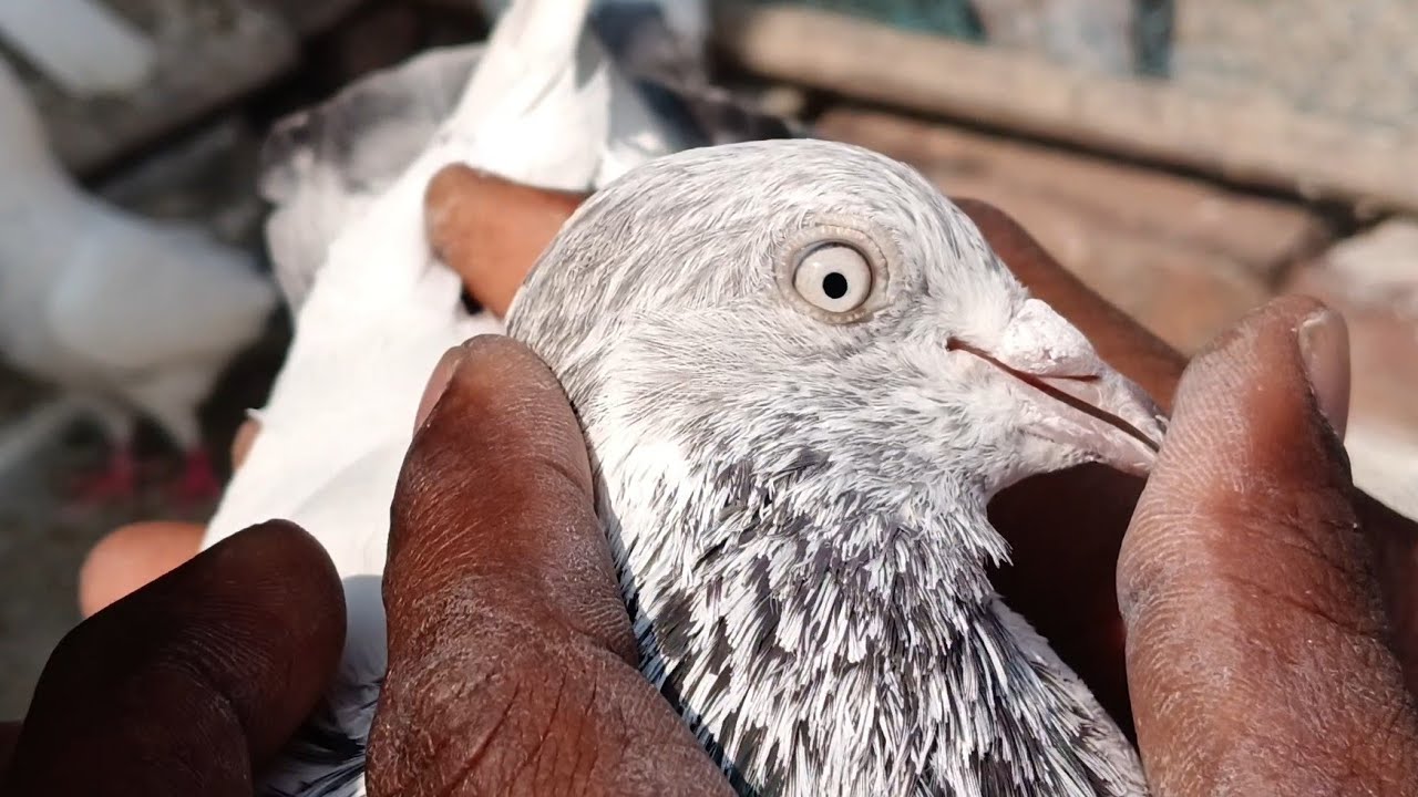 উদয় দাদার ঘরের গিরিবাজ পায়রা  পার্ট -4 #pigeon #kabootar #kabutar #birds 