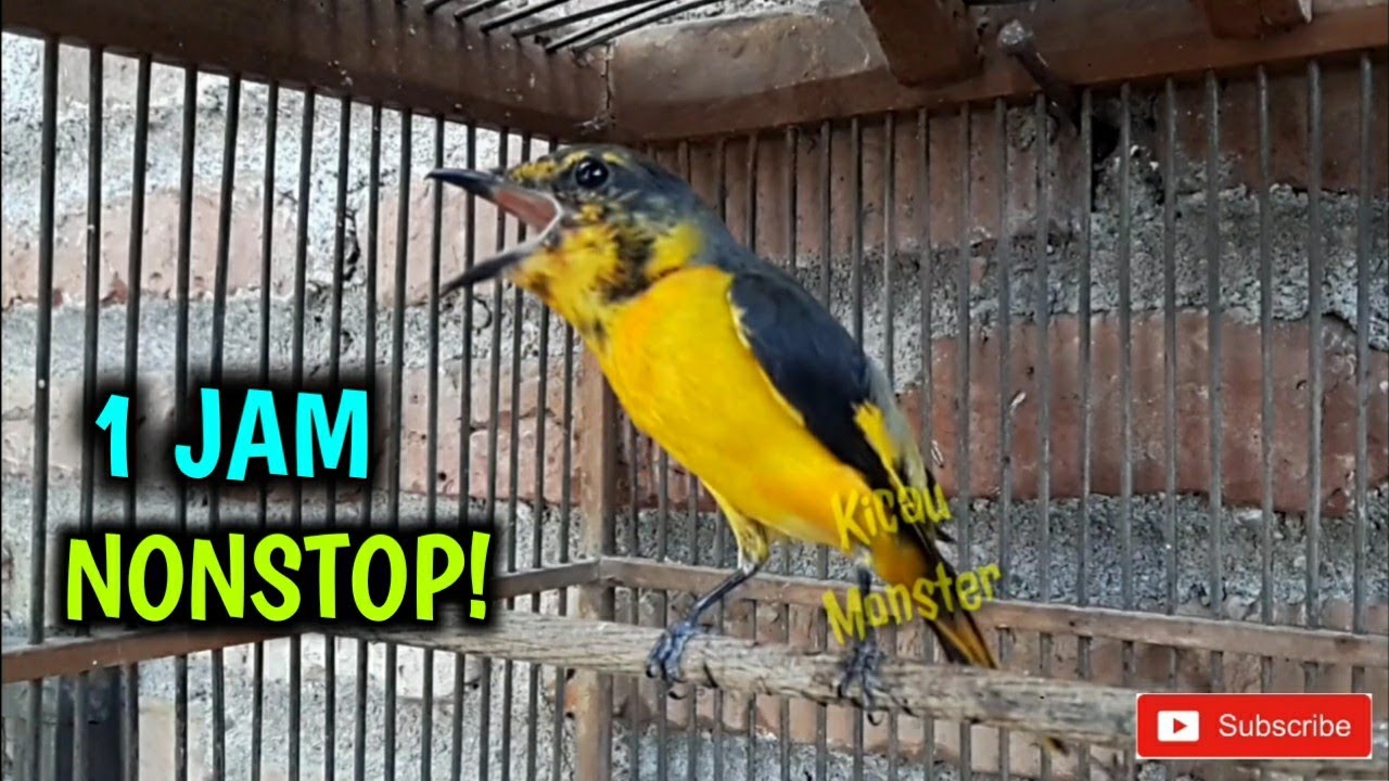MASTERAN BURUNG MANTENAN GACOR 1 JAM NONSTOP!!