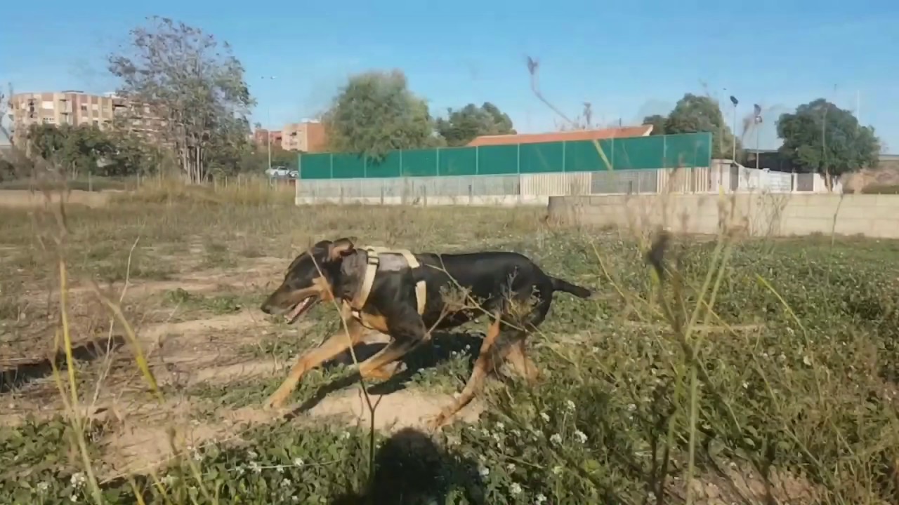 Adopta a Sena en Modepran Valencia