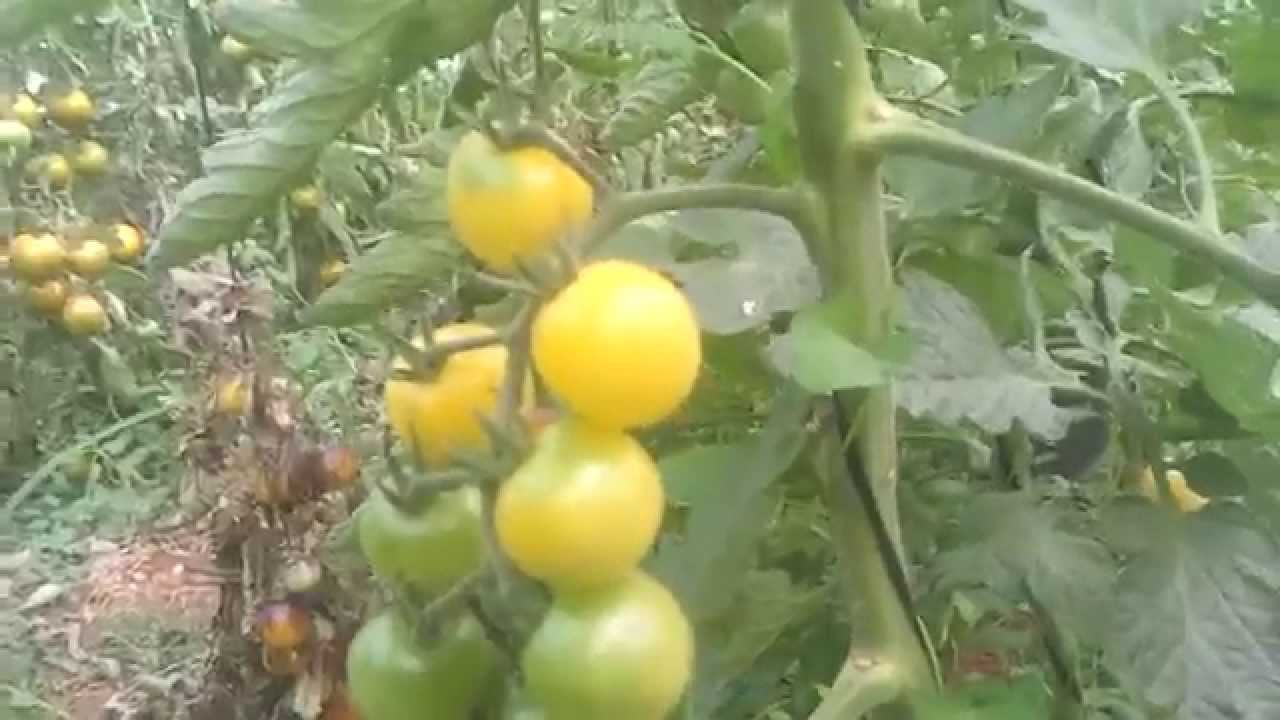 Tomate cherry SNOW WHITE