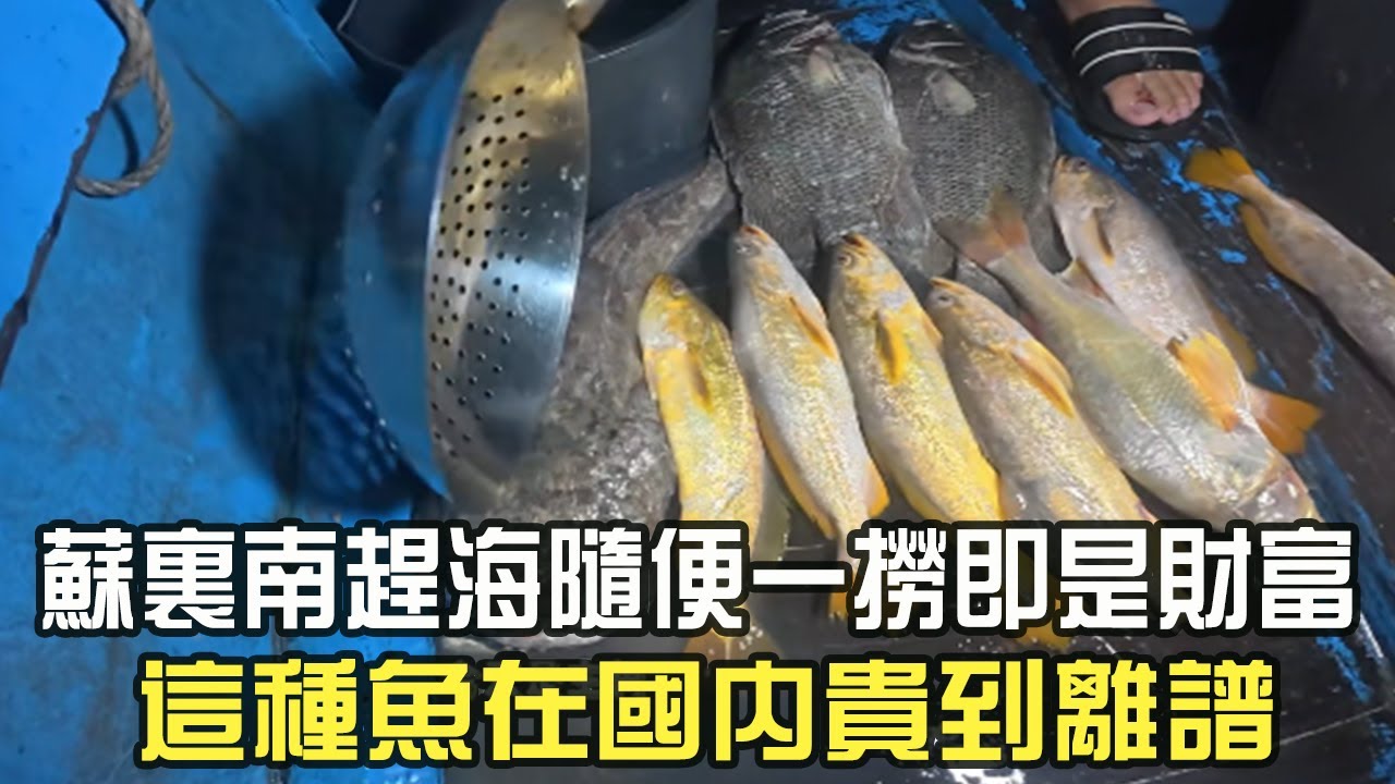 蘇裏南趕海隨便壹撈即是材富，這種魚在國內貴到離譜，有錢也不舍得買#阿牛愛捕魚 #趕海 #蘇裏南 #熱門
