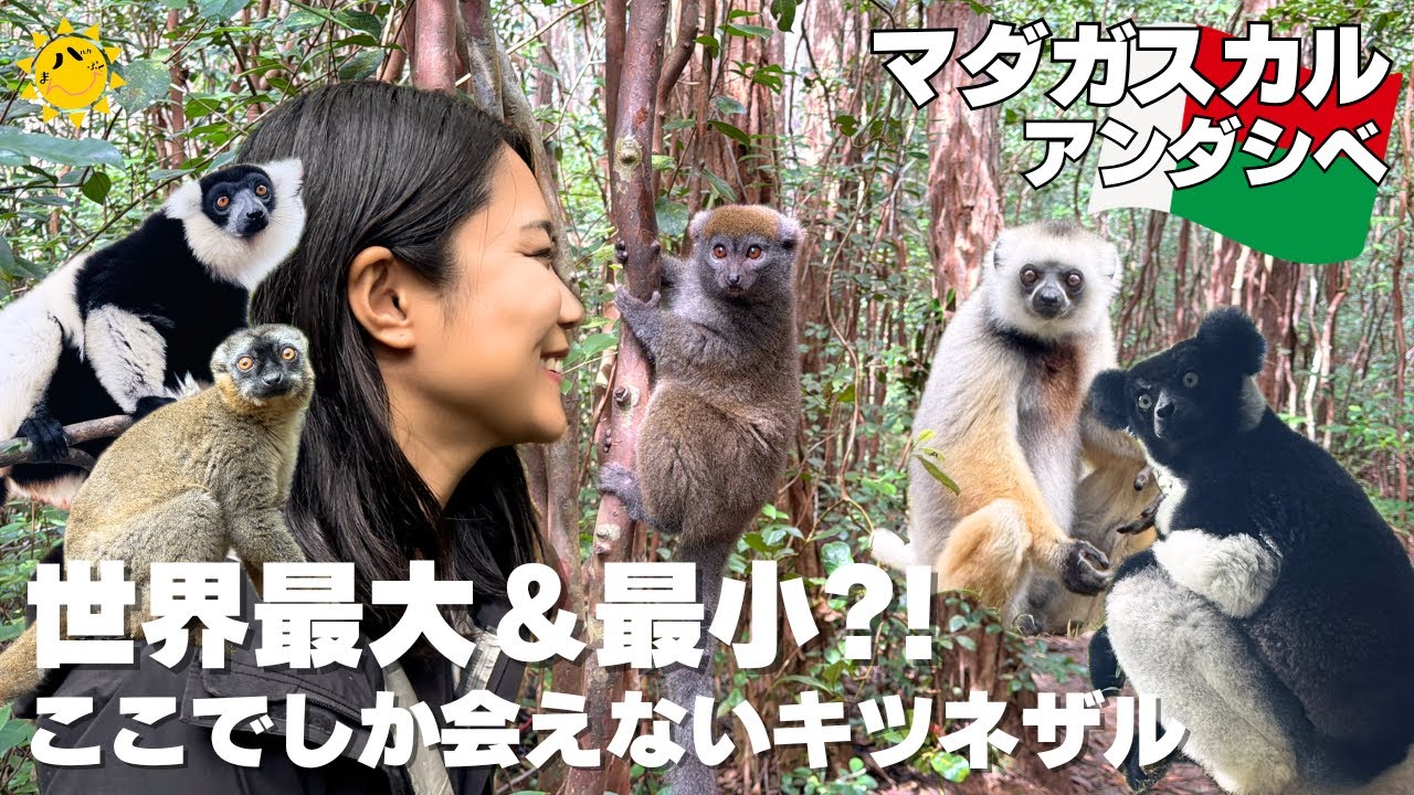 マダガスカルでしか会えないキツネザルの鳴き声が○○すぎた...！
