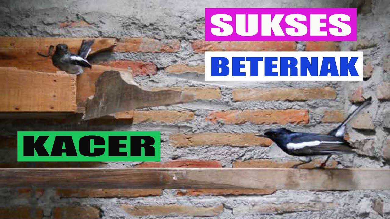 Cara Ternak Kacer Pemula Biar Cepat Bertelur