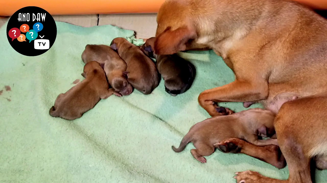 Helping my mini pinscher give birth to 5 healthy puppies