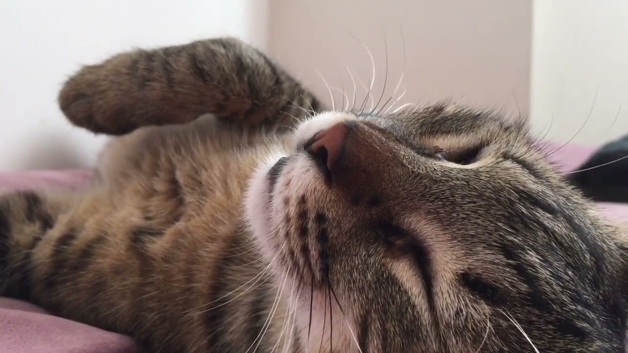 Cat REM sleep