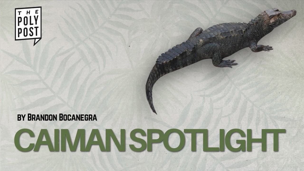 Cal Poly's Caimans: A Look Inside BioTrek's Rain Forest Learning Center