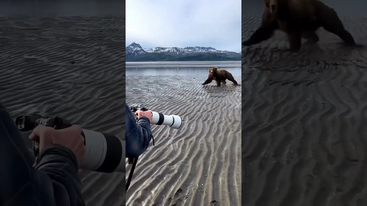 A Group of Photographers Get Charged by a Massive Grizzly&hellip; #nature #bear #photography