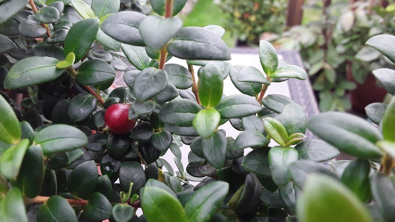 Chilean guava, a closer look at the fruit