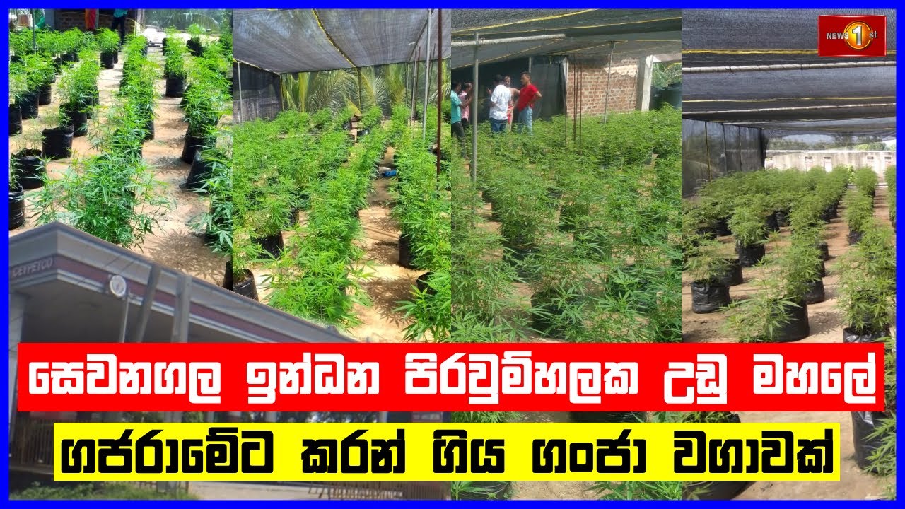 සෙවනගල ඉන්ධන පිරවුම්හලක උඩු මහලේ ගජරාමේට කරන් ගිය ගංජා වගාවක් | #Sewanagala #Illegalcannabis