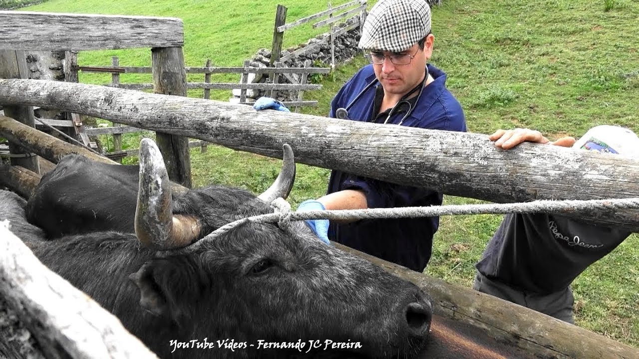 Dr. Veterin&aacute;rio Presta Cuidados Ao Touro 41 - Ganadaria Manuel Rocha