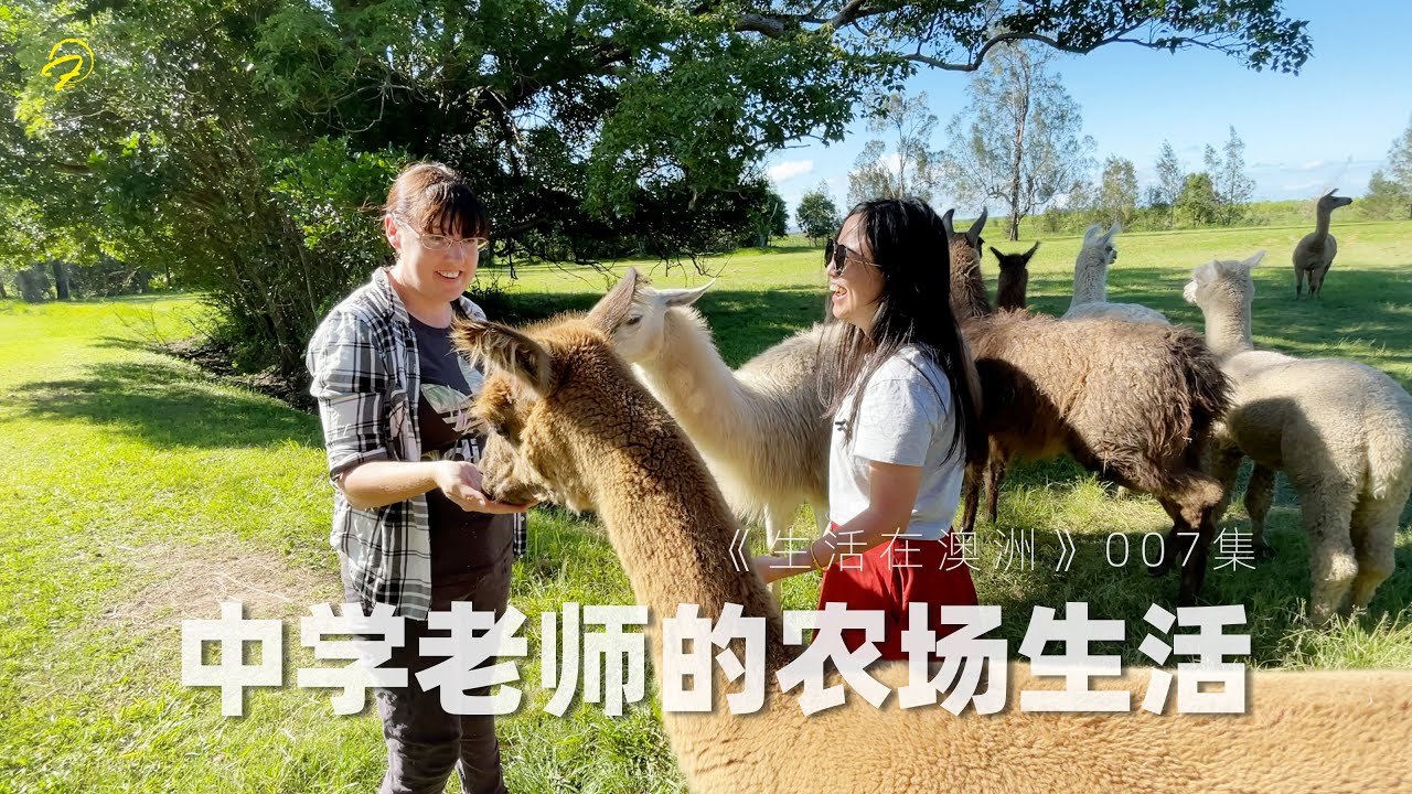 澳洲农场主如何生活工作？中学老师和她家的羊驼农场
