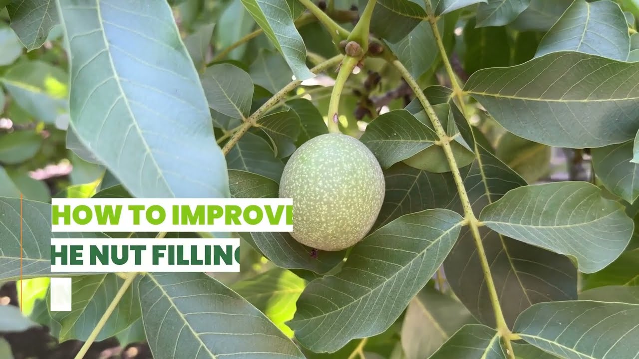 Walnut Trees in California - How to Improve Fruit Quality
