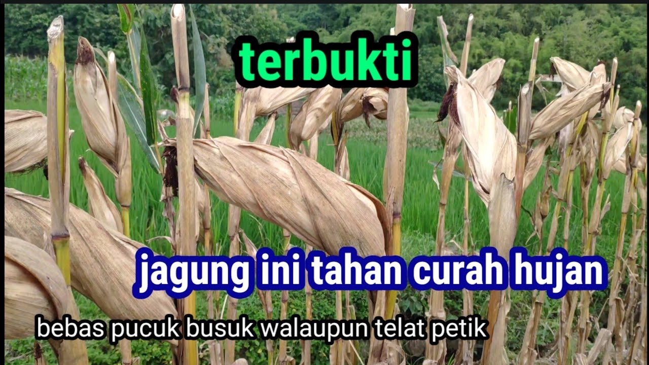 jagung tahan musim hujan