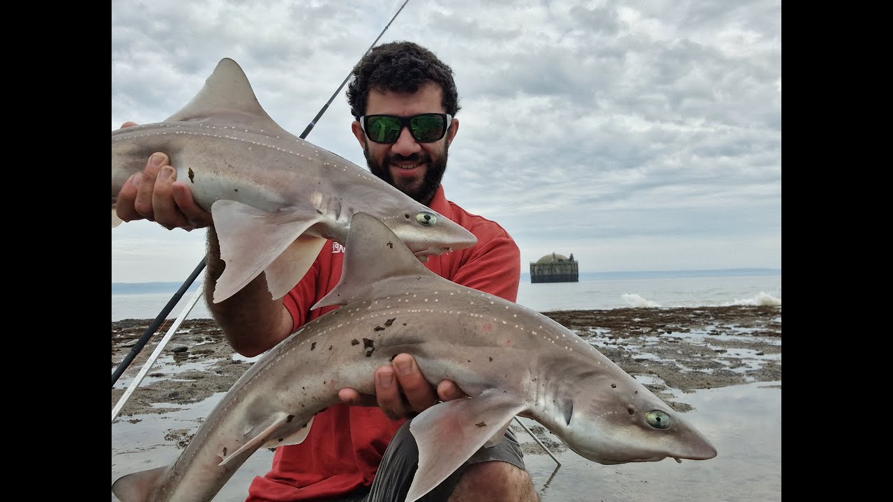 Smooth Hound fishing at West Aberthaw, South Wales
