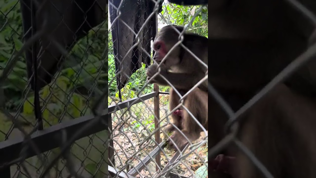 Lai len cho anh em con khi mới bi me no chạy rơi lại được chu nuôi tu bé