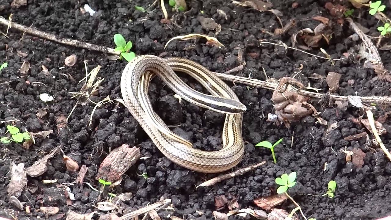 Conophis lineatus (Road Guarder - Guardacaminos) juvenile