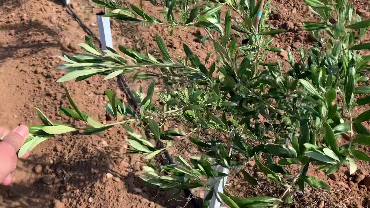 AGRITEC Ingenieros.plantación superintensiva de arbosana y arbequina con 17 meses en Toledo