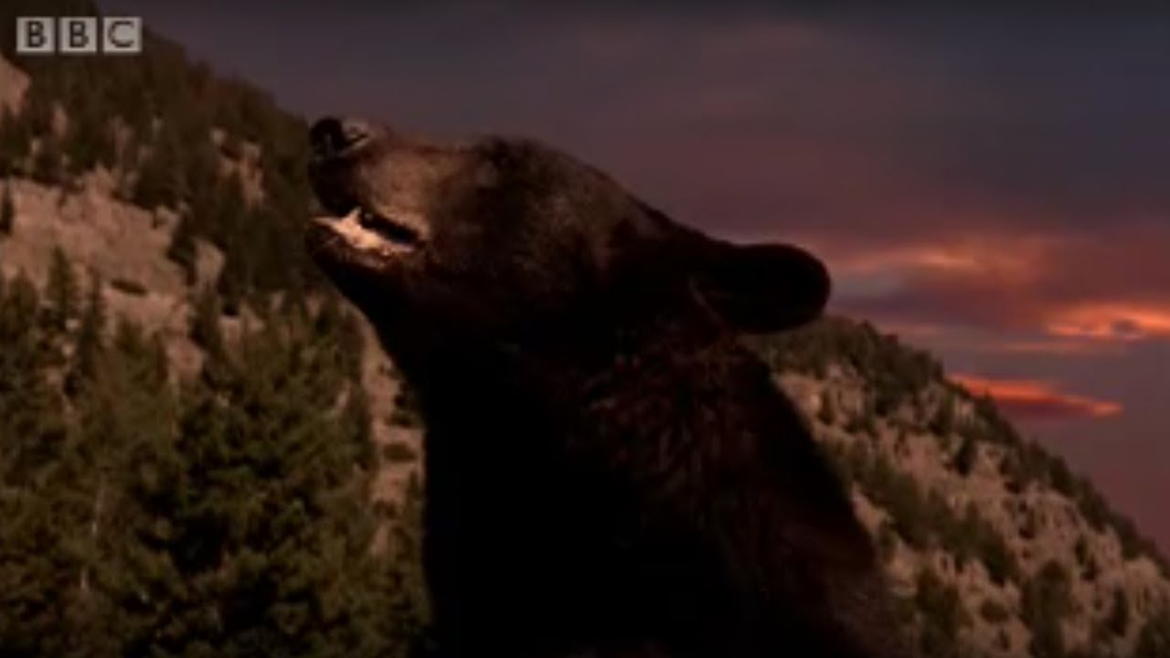 Black Bear and Cubs Hibernate | BBC