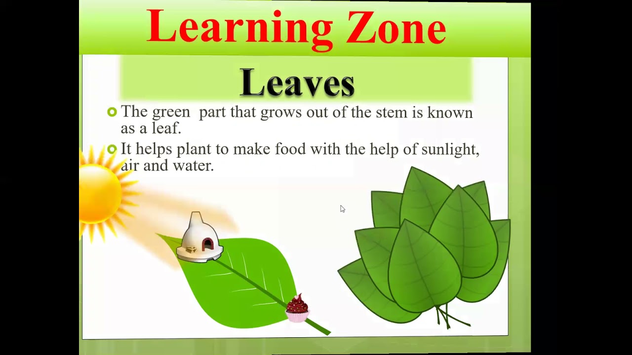 Class 2 Science Ch1 lesson 2 Parts of plants