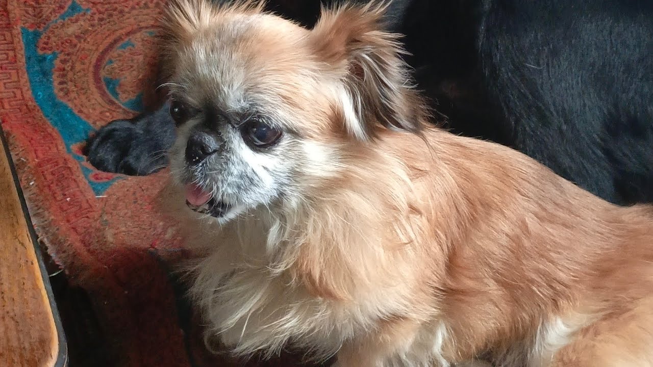 Пико🐕, Рэй🦮, Мухтар🐕‍🦺 и 😽🙂. 👋