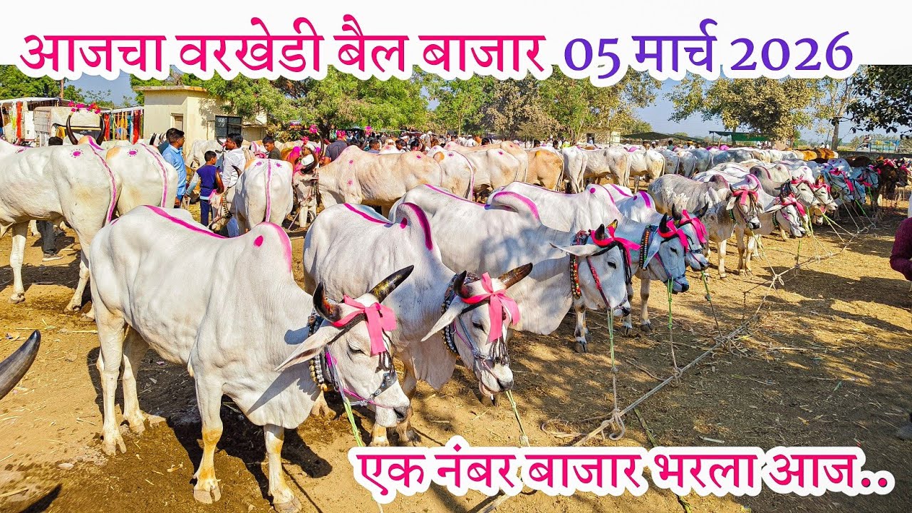 Varkhedi bail bazar 2026 | varkhedi bail bazar | 5 March 2026 🐂💯🔥