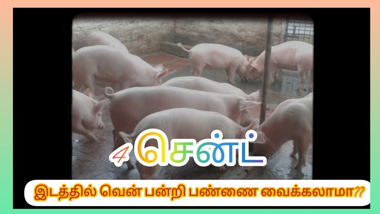 4 cent இடத்தில் வென்பன்றி பண்ணை வைக்கலாமா???🐖 ##வெள்ளை பன்றி வளர்ப்பு part -2