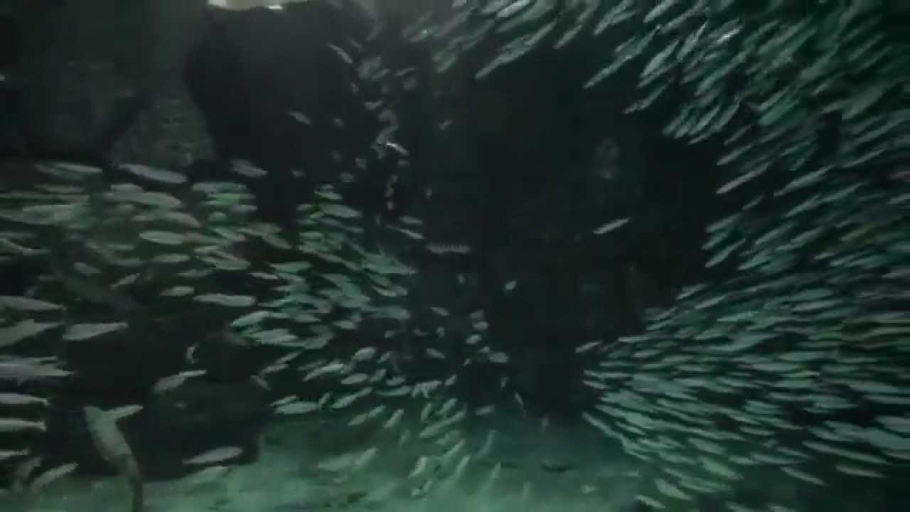 Banco de caballas /  Mackerel school / Banco de xardas