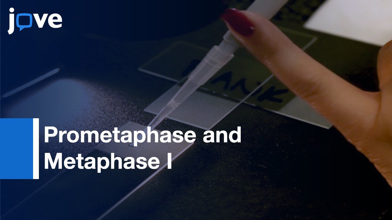 FISH to Monitor the Cohesion in Prometaphase and Metaphase I | Protocol Preview