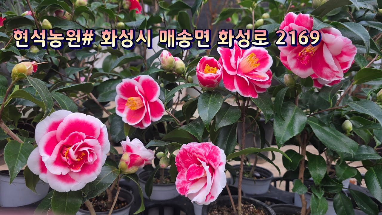 현석농원 # #화성시 매송면 화성로 2169# 종이꽃#학자스민#마라고데스#운간초#프릴사피니아#아네모네#목마가렛# 등...