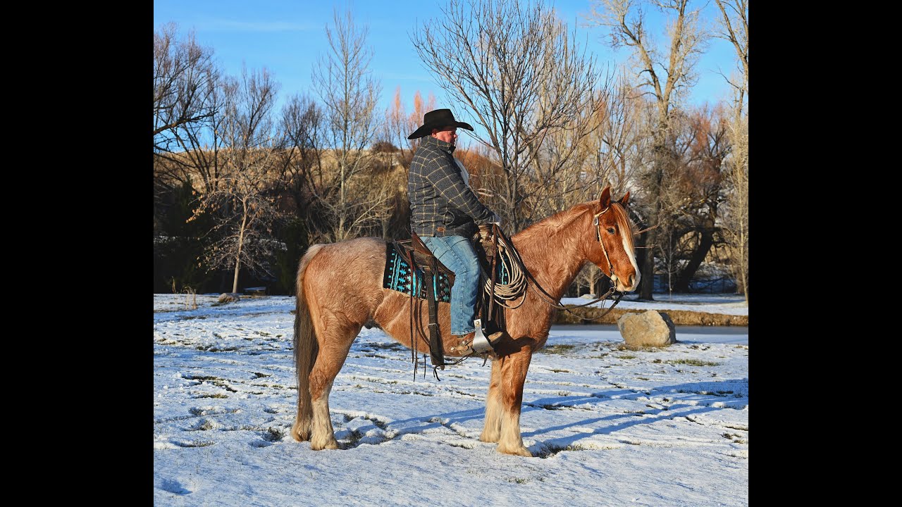Brain ~ 2021 Red Roan Gypsy Cross Gelding | Ranch | Trails | Arena