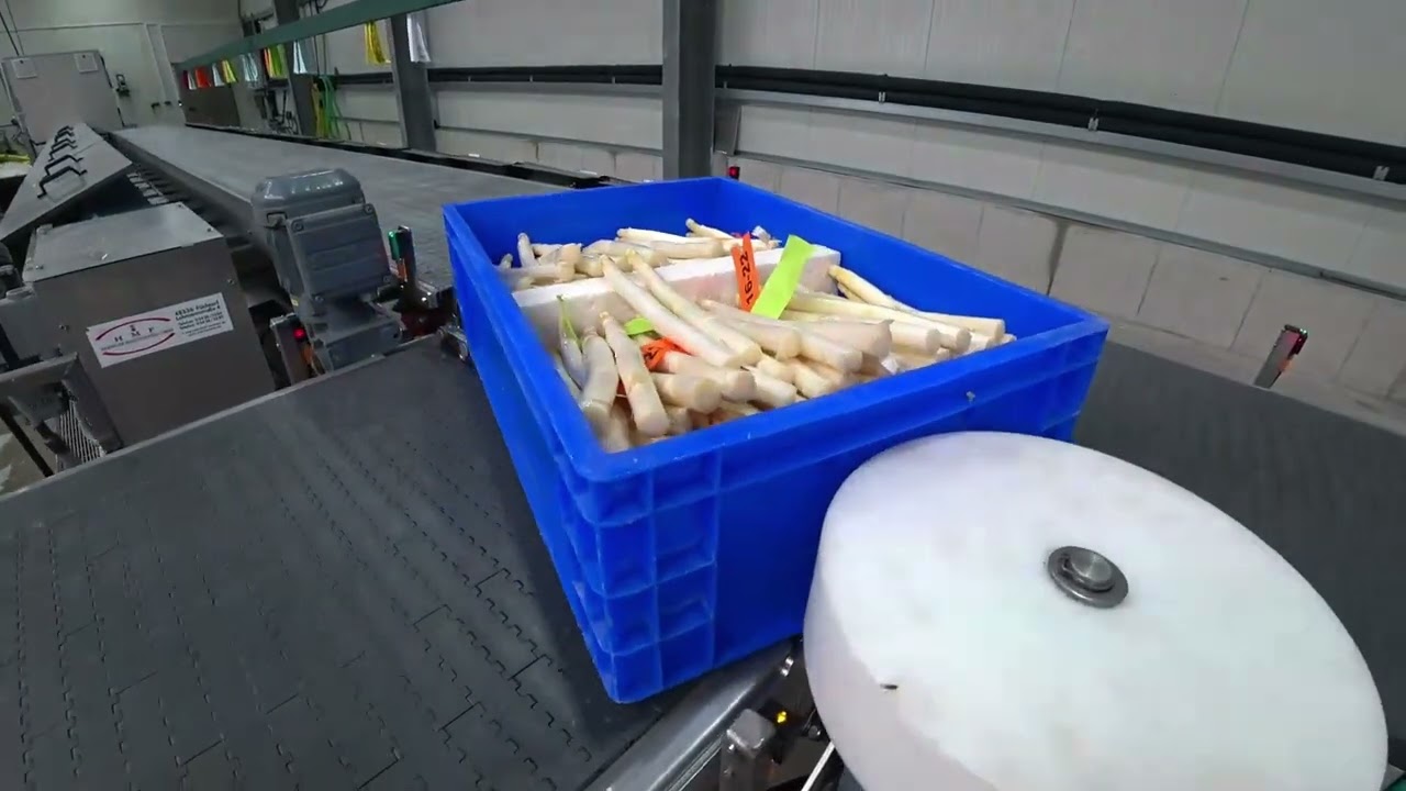 Automatische Sortiermaschine AUTOSELECT für Spargel
