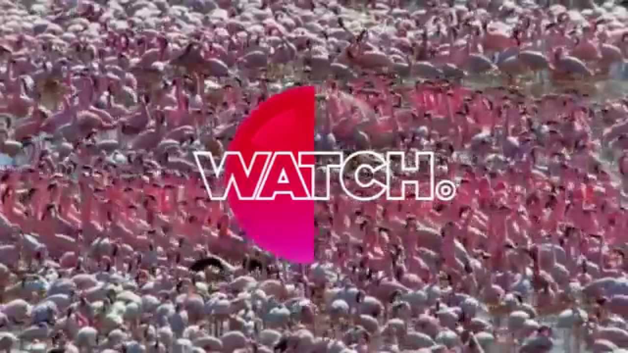 Why are flamingos pink? | David Attenborough&rsquo;s Natural Curiosities | Watch