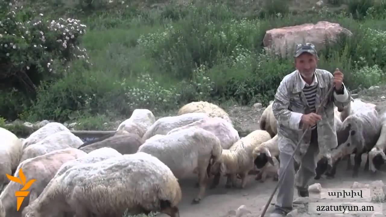 Սյունիքի արոտավայրերի վարձակալության «հարցը փակված է»