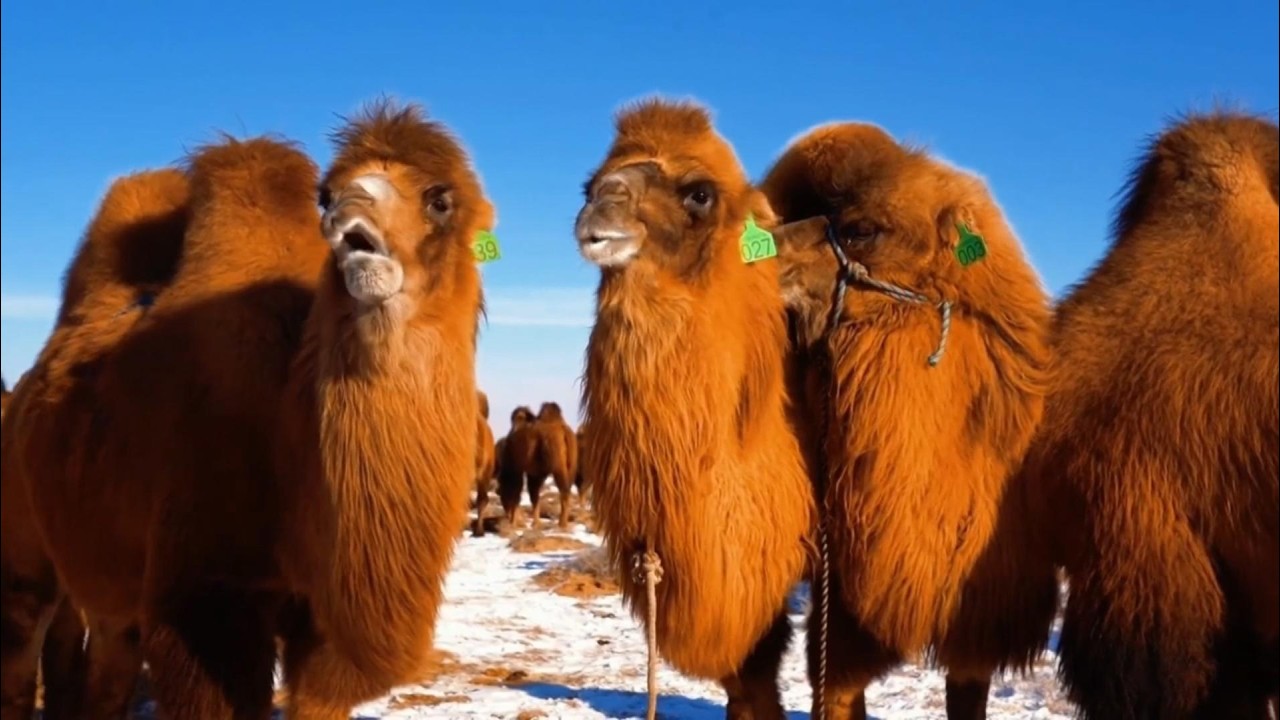 Explore thriving camel industry at Alxa Camel Super League in N China
