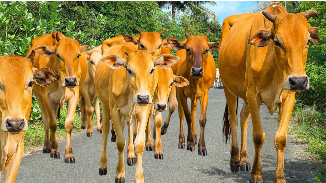 Mengiring puluhan sapi lembu jinak turun dari bukit pedesaan menuju ladang peternakan Sapi gembala