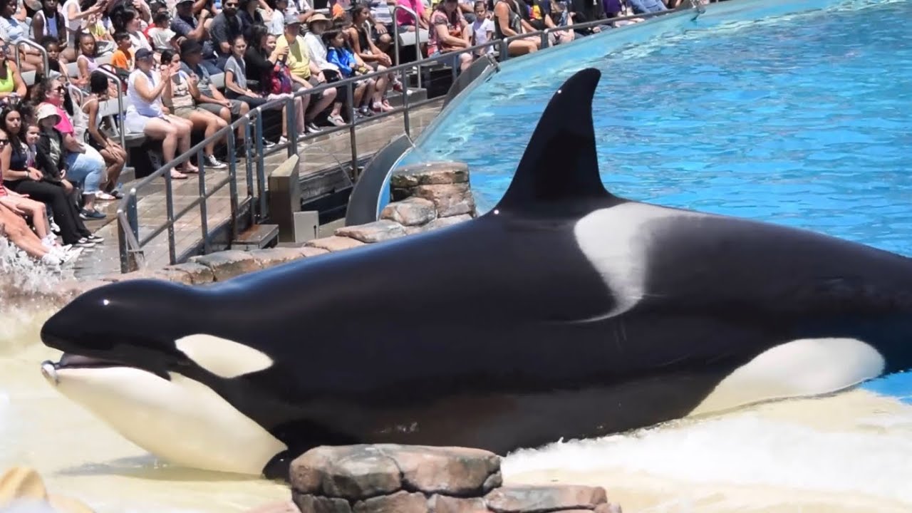 Orkid and Keet during Orca Encounter at SeaWorld San Diego July 6, 2023