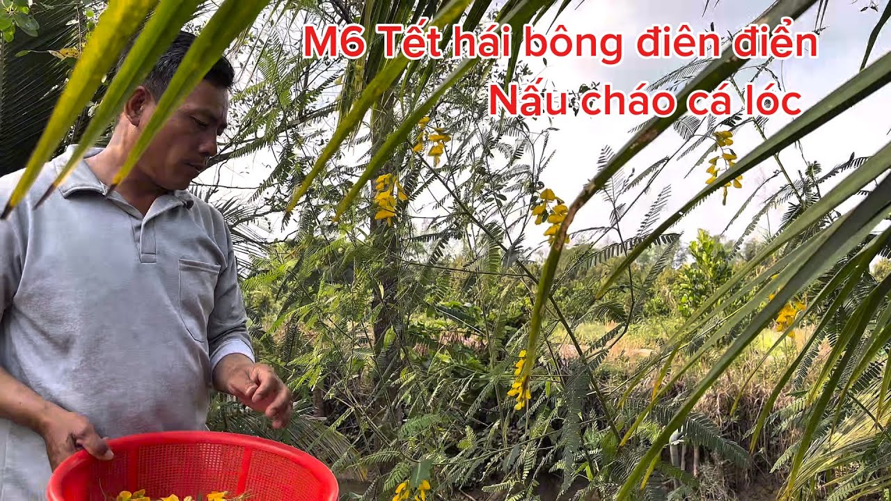 Cháo cá lóc rau đắng đồng “bông điên điển đón tiếp nhóm bạn,từ cà mau lên chơi | tư khoai lang vlog 