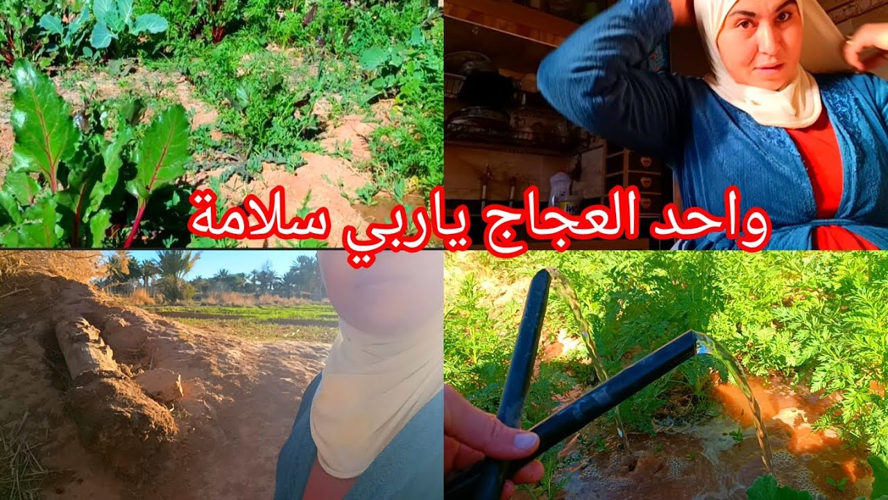 15 فبراير 2026