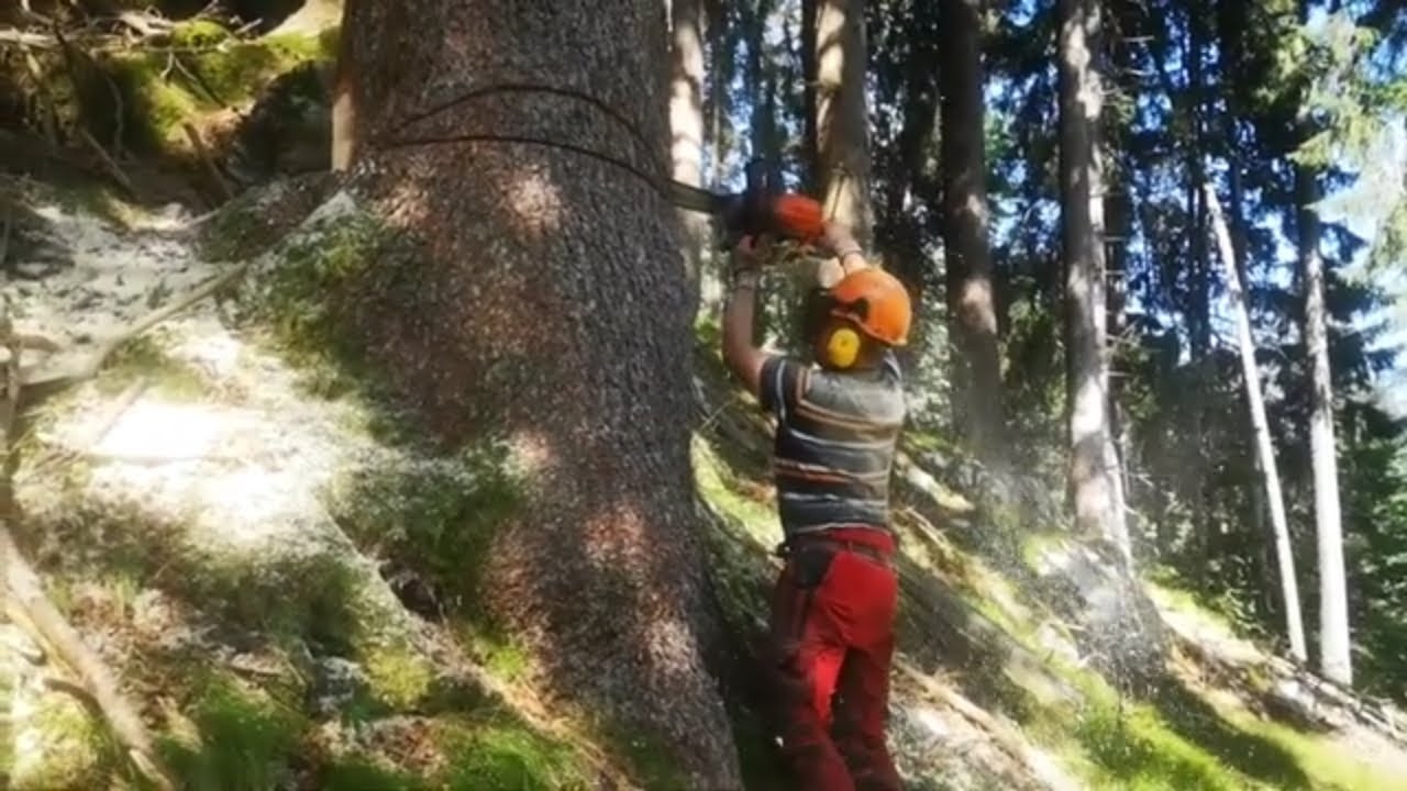 Felling down 1 meter+ big spruce