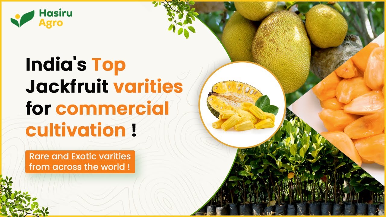 India's biggest collection of 200+ jackfruit varieties | Red jackfruit | Seed less jackfruit |