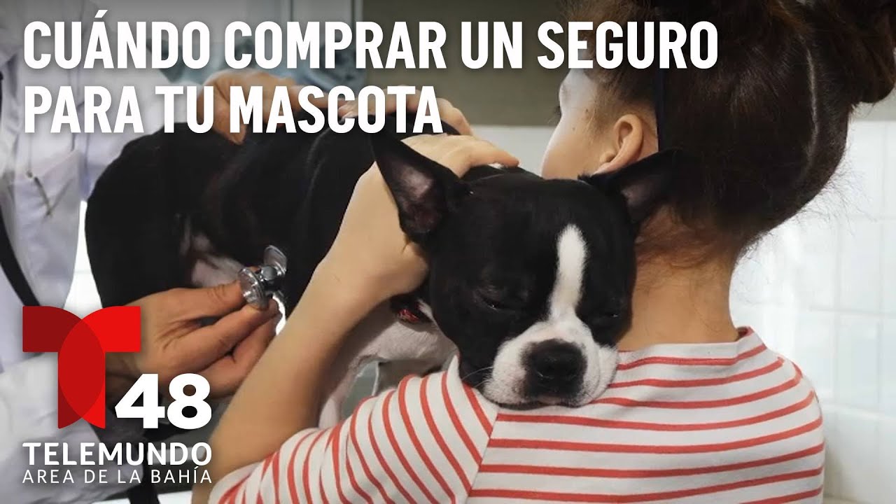 ¿Cuándo es conveniente comprar un seguro para tu mascota?