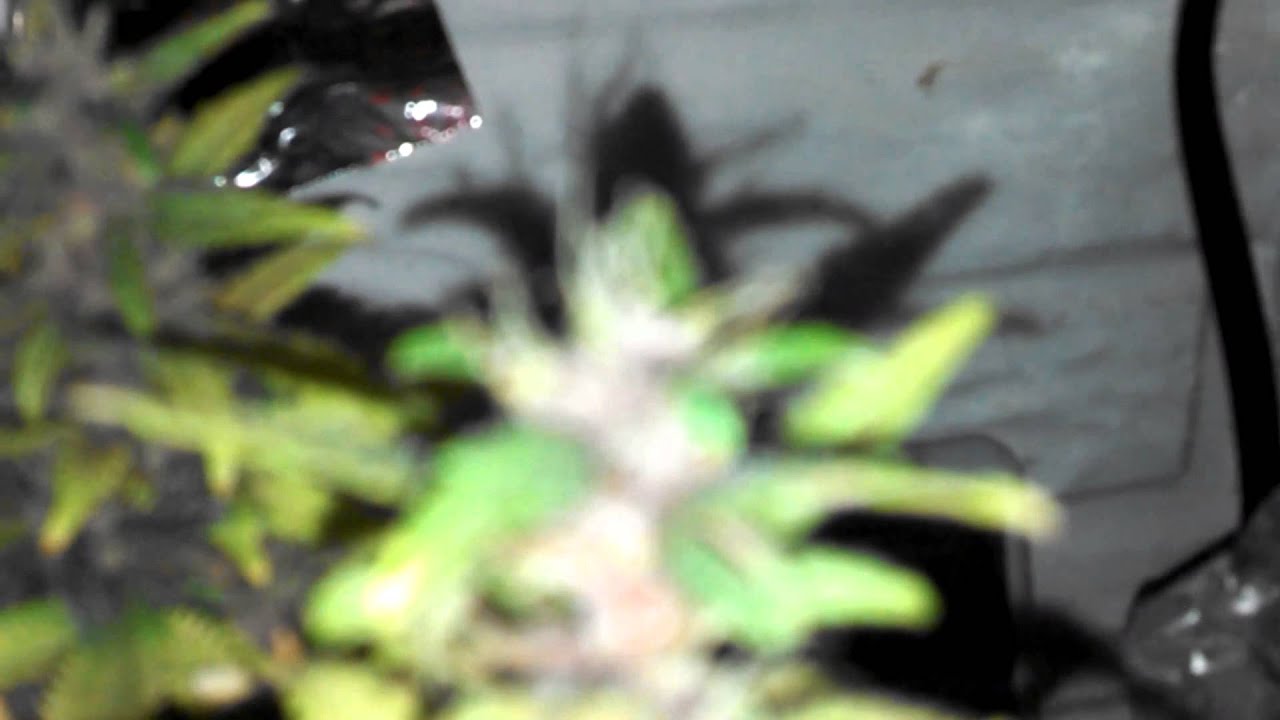 First grow 3 strains auto purple, wwxbb