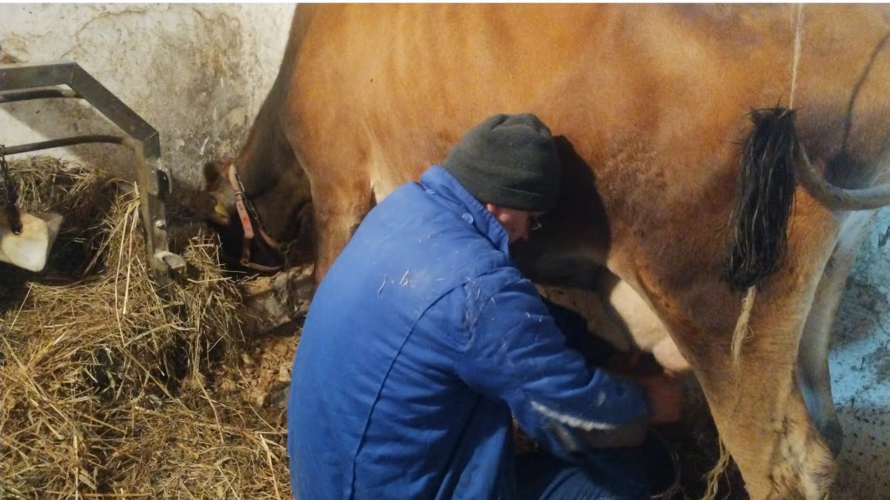 261. Kury policzone 🐔 grzybobranie i morsowanie 🙂 wizyta tatusia Fado i Riko 🐕 dojenie 🐄