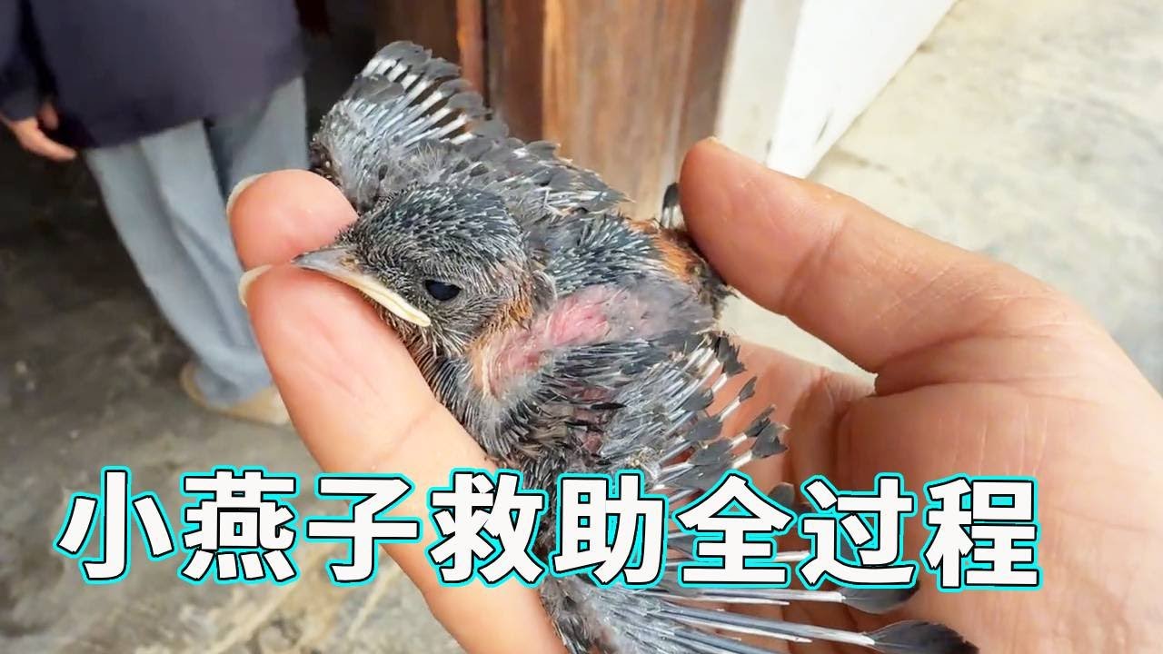 今天的视频是一期小燕子的救助视频，纪录被救助到放生的全过程，究竟发生了一些什么有趣的事情快来一起看看吧！【天下一场梦】