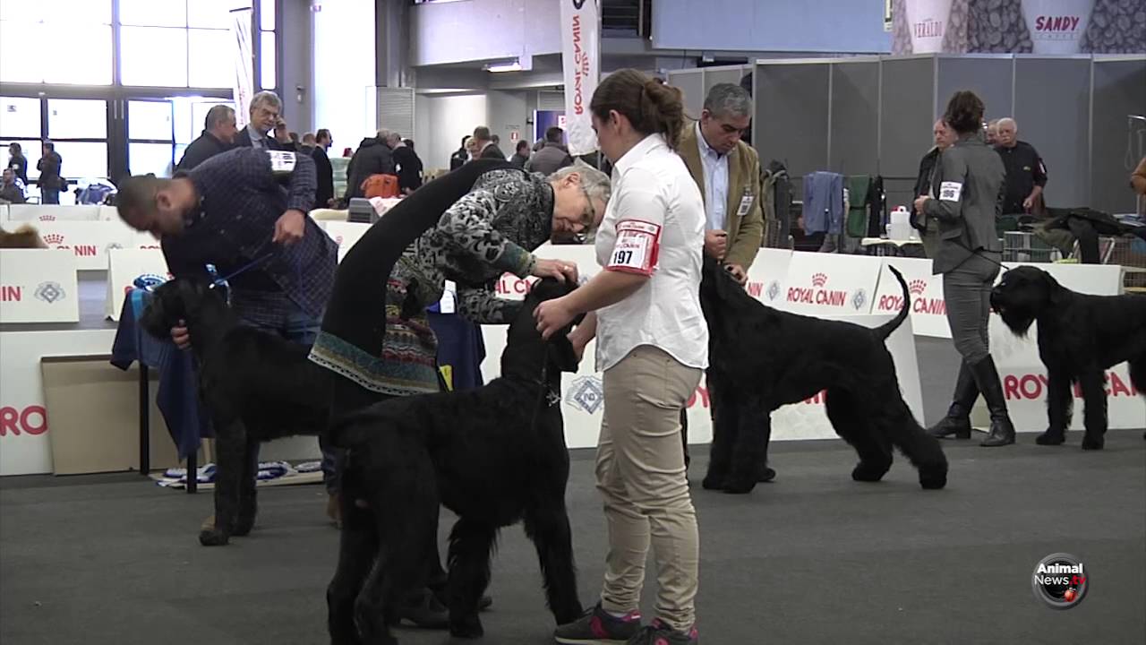 RIESENSCHNAUZER NERO Maschi